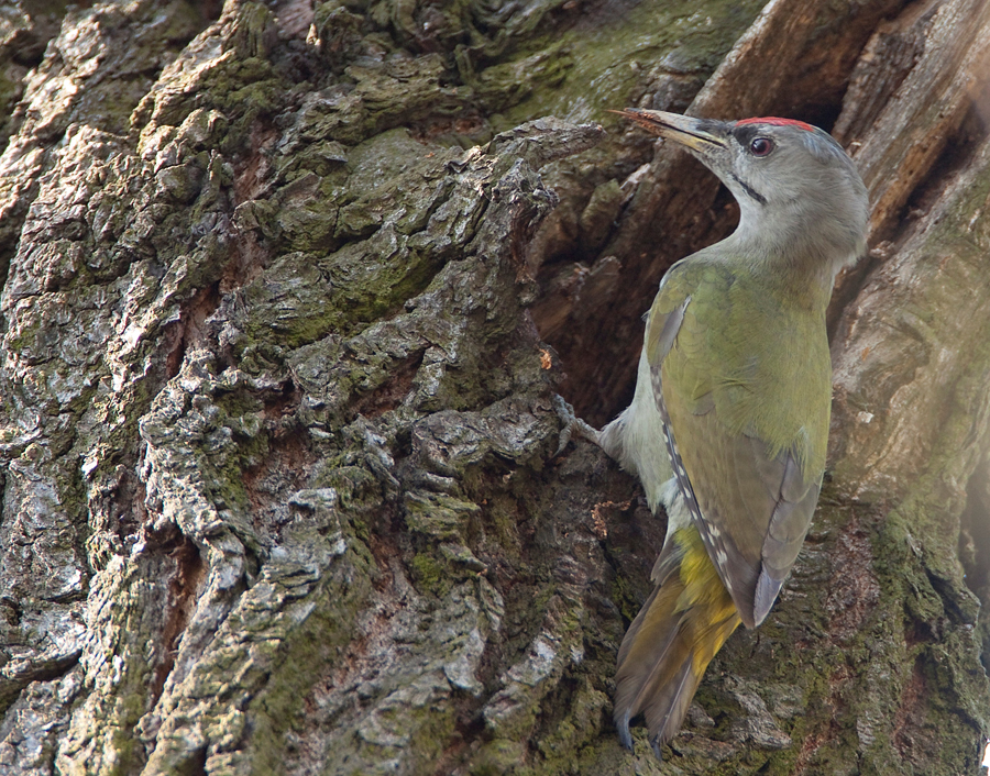 074 DziÄ™cioĹ‚ zielonosiwy